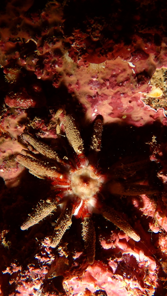Ten-lined Urchin