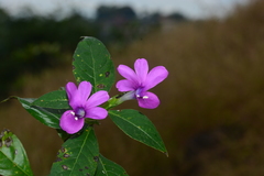 Barleria prattensis
