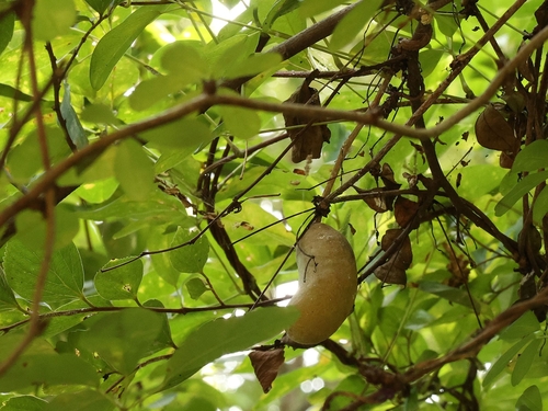 Akebia × pentaphylla iNat (2)