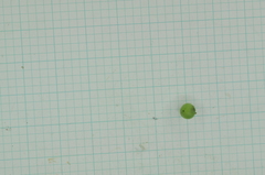 Heliotropium sarmentosum