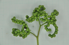 Heliotropium sarmentosum