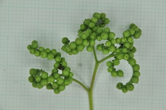 Heliotropium sarmentosum