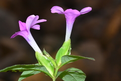 Barleria prattensis