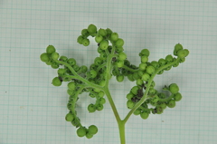 Heliotropium sarmentosum