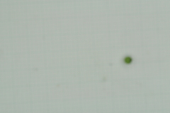 Heliotropium sarmentosum