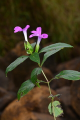 Barleria prattensis