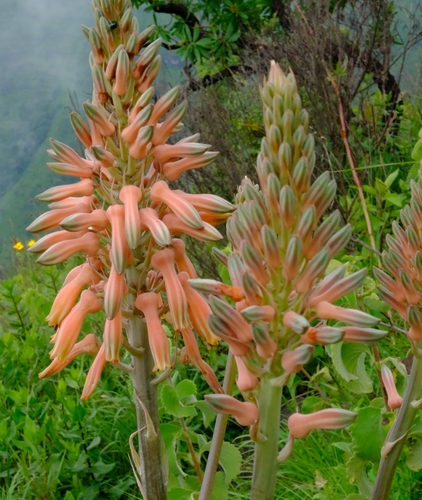 Aloe wollastonii