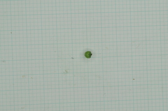 Heliotropium sarmentosum