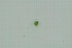 Heliotropium sarmentosum