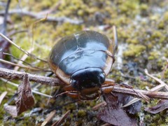 Dytiscus verticalis