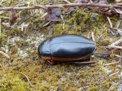 Dytiscus verticalis