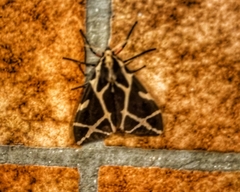 Seydelia