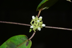 Cynanchum callialatum