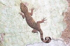 Tree Spirit Bent-Toed Gecko photo 2