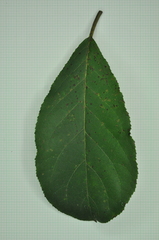 Ehretia longiflora