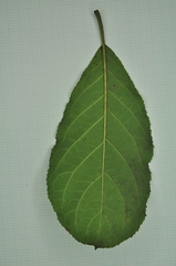 Ehretia longiflora