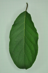Ehretia longiflora