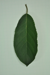 Ehretia longiflora