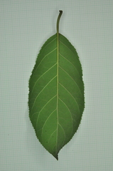 Ehretia longiflora
