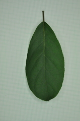 Ehretia longiflora