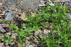 Potentilla fragiformis