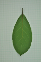 Ehretia longiflora