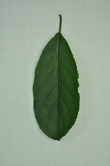 Ehretia longiflora