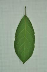 Ehretia longiflora