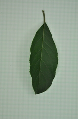 Ehretia longiflora