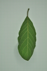 Ehretia longiflora