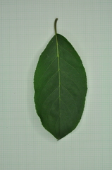 Ehretia longiflora
