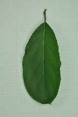 Ehretia longiflora