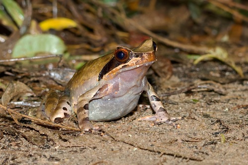 Megophrys major, 2025-08-16