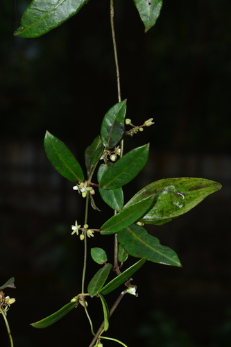 Cynanchum tunicatum, photograph 2