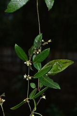 Cynanchum callialatum