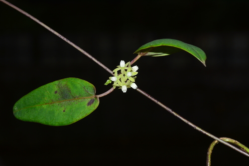 Cynanchum tunicatum, photograph 3