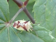 Elasmostethus atricornis