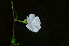 Thunbergia fragrans