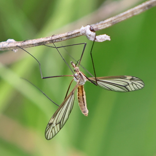 Tipula nuotrauka