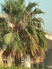Washingtonia