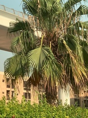 Washingtonia