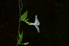 Thunbergia fragrans
