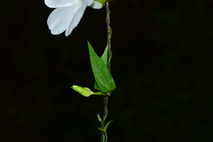 Thunbergia fragrans