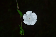 Thunbergia fragrans