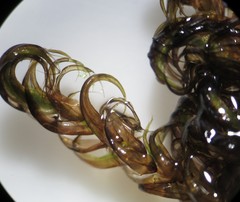 Scorpidium revolvens