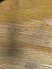 Scorpidium revolvens