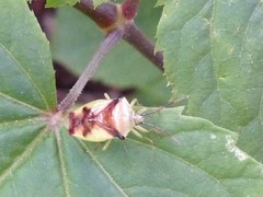 Elasmostethus atricornis