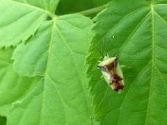 Elasmostethus atricornis