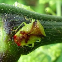 Elasmostethus atricornis