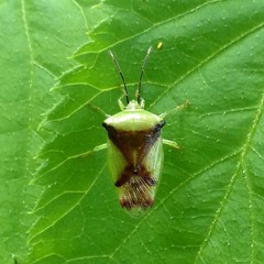 Elasmostethus atricornis